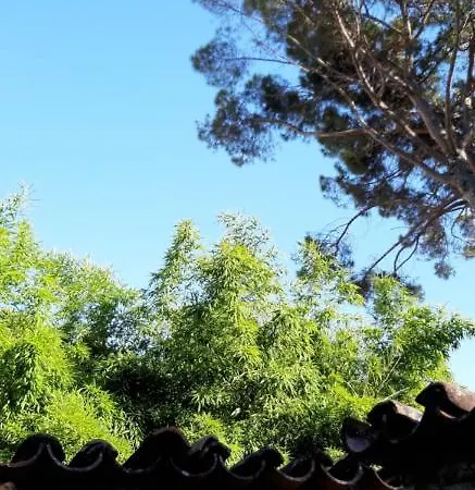 Bamboo *