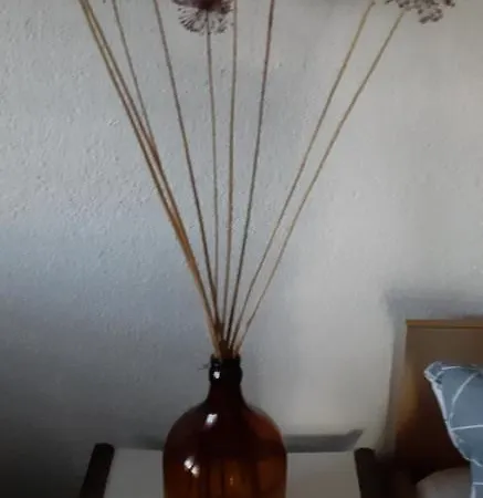 Bamboo